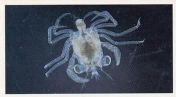 1985 Doncella The Living Ocean #1 Planktonic Larva of Crab Front