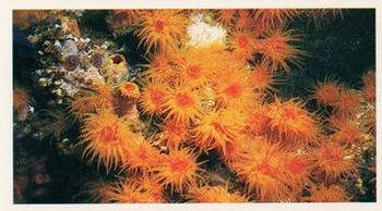 1985 Doncella The Living Ocean #5 Coral Polyps Front