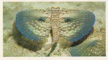 1985 Doncella The Living Ocean #15 Flying Gurnard Front