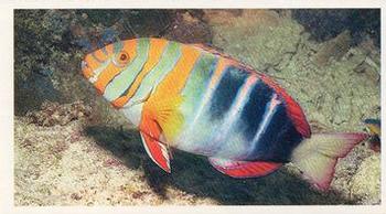 1985 Doncella The Living Ocean #22 Harlequin Tusk Fish Front