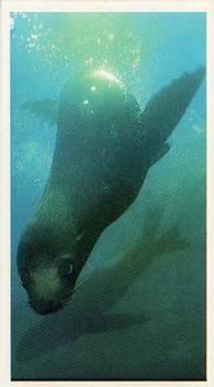 1985 Doncella The Living Ocean #27 Galapagos Fur Seal Front