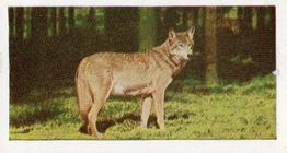 1958 Hornimans Tea Wild Animals #22 Wolf Front