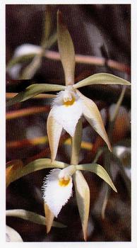 1991 Grandee Disappearing Rainforest #1 Epiphytic Orchid Front