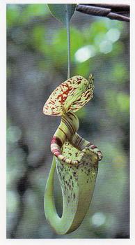 1991 Grandee Disappearing Rainforest #3 Pitcher Plant Front