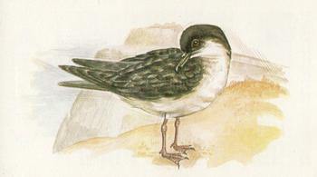 1980 Grandee British Birds Collection #3 Manx Shearwater Front