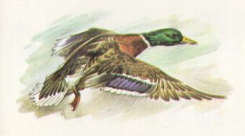 1980 Grandee British Birds Collection #7 Mallard Front