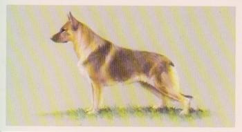 1979 Grandee Top Dogs Collection #2 The German Shepherd Dog Front