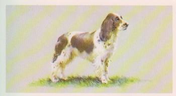1979 Grandee Top Dogs Collection #13 The English Springer Spaniel Front
