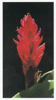 1992 Grandee Wonders of Nature #1 Red Ginger Front