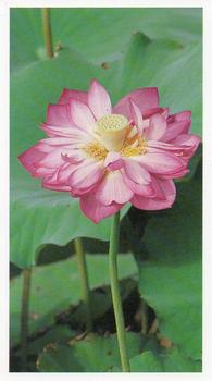 1992 Grandee Wonders of Nature #2 Lotus Lily Front