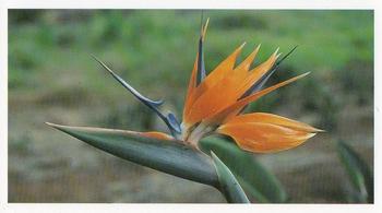 1992 Grandee Wonders of Nature #3 Bird-of-Paradise Flower Front