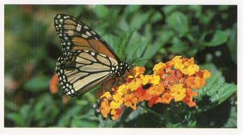 1992 Grandee Wonders of Nature #7 Monarch Butterfly Front