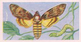 1960 Swettenham Tea Butterflies and Moths #2 Death's Head Hawk Moth Front