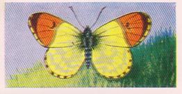 1960 Swettenham Tea Butterflies and Moths #5 Eastern Orange Tip Front