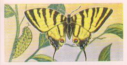 1960 Swettenham Tea Butterflies and Moths #10 Scarce Swallowtail Front