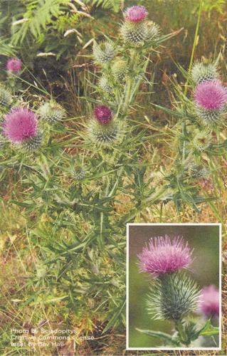 2017 Metchosin Nature Cards #6 bull thistle Front