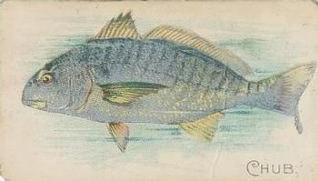1910 American Tobacco Co. Fish Series (T58) - Sovereign Cigarettes Factory 25 #NNO Chub Front