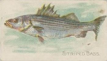 1910 American Tobacco Co. Fish Series (T58) - Sovereign Cigarettes Factory 25 #NNO Striped Bass Front