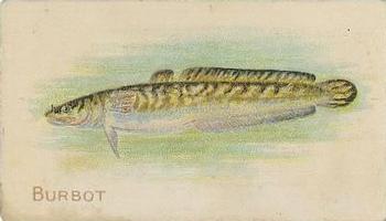 1910 American Tobacco Co. Fish Series (T58) - Piedmont Cigarettes Factory 25 #NNO Burbot Front