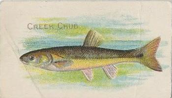 1910 American Tobacco Co. Fish Series (T58) - Piedmont Cigarettes Factory 25 #NNO Creek Chub Front