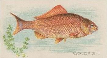 1910 American Tobacco Co. Fish Series (T58) - Piedmont Cigarettes Factory 25 #NNO Goldfish Front