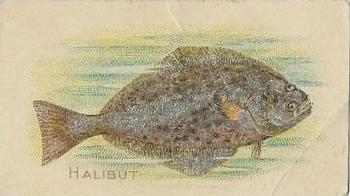 1910 American Tobacco Co. Fish Series (T58) - Piedmont Cigarettes Factory 25 #NNO Halibut Front