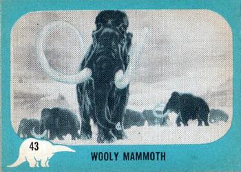 1961 Nu-Cards Dinosaur Series #43 Wooly Mammoth Front