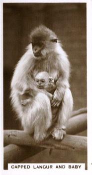 1929 De Reszke Zoological Studies #5 Capped Langur and Baby Front