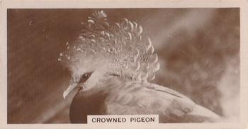 1929 De Reszke Zoological Studies #8 Victoria Crowned Pigeon Front