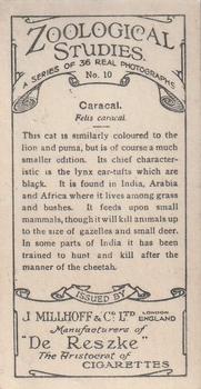 1929 De Reszke Zoological Studies #10 Caracal Back