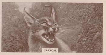 1929 De Reszke Zoological Studies #10 Caracal Front