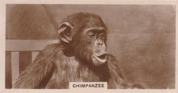 1929 De Reszke Zoological Studies #24 Chimpanzee Front
