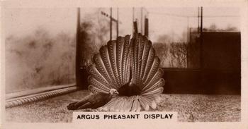 1929 De Reszke Zoological Studies #31 Argus Pheasant Front