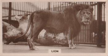 1929 De Reszke Zoological Studies #32 Lion Front