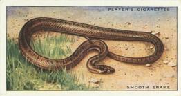 1939 Player's Animals of the Countryside #42 Smooth Snake Front