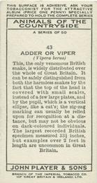 1939 Player's Animals of the Countryside #43 Adder or Viper Back
