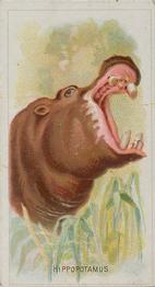 1888 Allen & Ginter Wild Animals of the World (N25) #NNO Hippopotamus Front