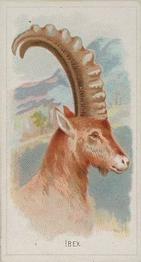 1888 Allen & Ginter Wild Animals of the World (N25) #NNO Ibex Front