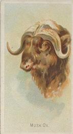 1888 Allen & Ginter Wild Animals of the World (N25) #NNO Musk Ox Front