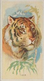 1888 Allen & Ginter Wild Animals of the World (N25) #NNO Tiger Front