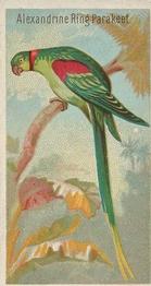 1889 Allen & Ginter Birds of the Tropics (N5) #NNO Alexandrine Ring Parakeet Front
