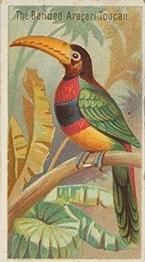 1889 Allen & Ginter Birds of the Tropics (N5) #NNO Banded Aracari Toucan Front