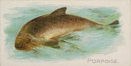 1889 Allen & Ginter 50 Fish from American Waters (N8) #NNO Porpoise Front