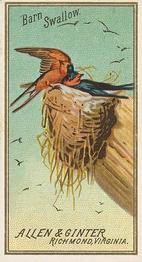 1888 Allen & Ginter Birds of America (N4) #NNO Barn Swallow Front