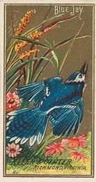 1888 Allen & Ginter Birds of America (N4) #NNO Blue Jay Front