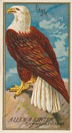 1888 Allen & Ginter Birds of America (N4) #NNO Eagle Front