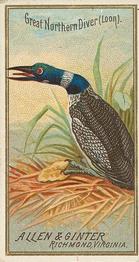 1888 Allen & Ginter Birds of America (N4) #NNO Great Northern Diver (Loon) Front