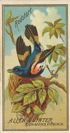 1888 Allen & Ginter Birds of America (N4) #NNO Redstart Front