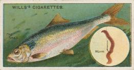 1910 Wills's Cigarettes Fish & Bait #25 Shad Front