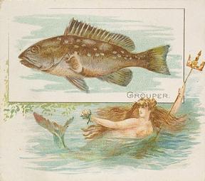 1889 Allen & Ginter 50 Fish from American Waters (N39) #NNO Grouper Front